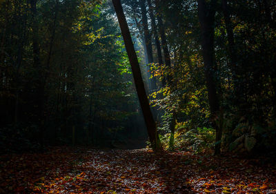 Trees in a forest