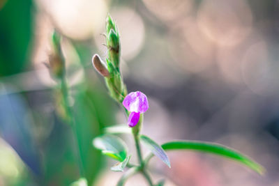 Close-up of purple flowering plant