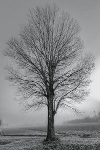 Bare tree on field against sky