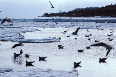 Birds in sea during winter