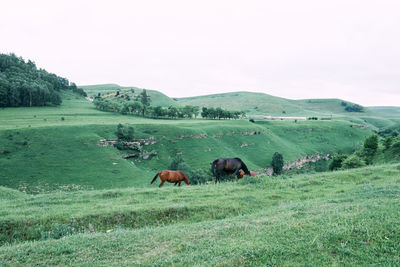 Horses in a field