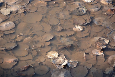 Full frame shot of dry leaves on land