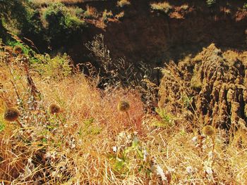 Plants growing on field