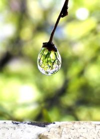 Close-up of plant against blurred background