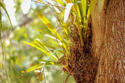 Close-up of yellow plant growing on field