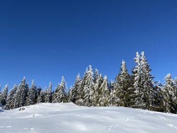 Trees on snow covered landscape against blue sky