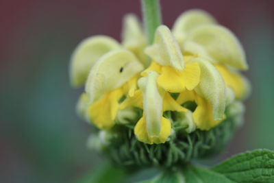 Close-up of yellow flowering plant