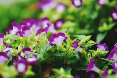 Close-up of purple flowering plants