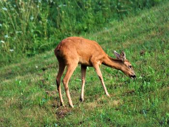 Side view of a horse on field