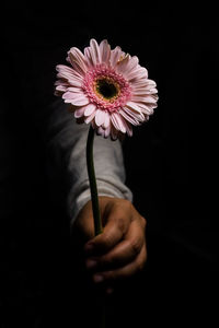 Close-up of hand holding daisy against black background