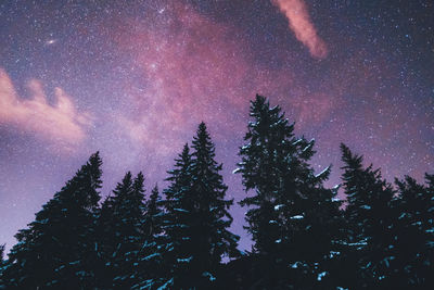 Low angle view of silhouette trees against sky at night