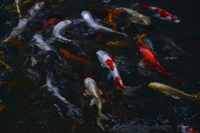High angle view of koi fish in water