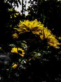 Close-up of yellow flowers