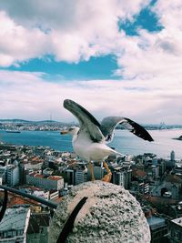 Seagull flying over buildings in city against sky