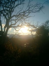 Sun shining through trees