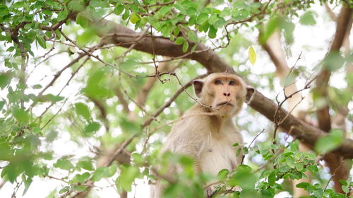 Low angle view of monkey sitting on tree