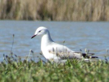 Seagull on a land