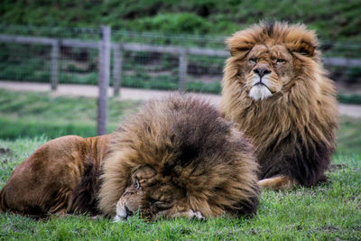 View of cats on grass in zoo