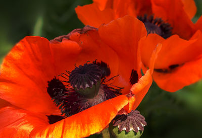 Close-up of honey bee on orange poppy