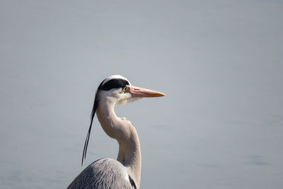 A gray heron while strolling on the river
