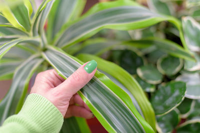 Cropped hand of woman holding plant