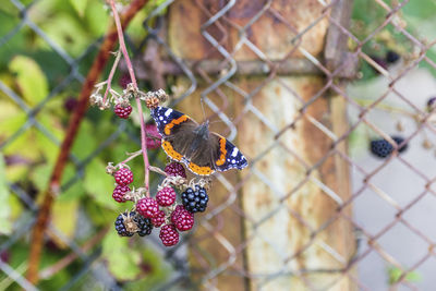 Close-up of butterfly on plant