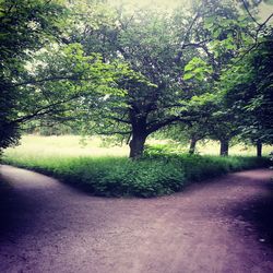 Road passing through forest