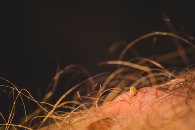 Close-up of hand against black background