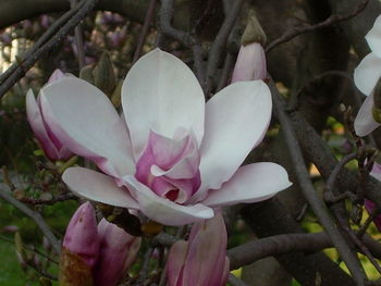 Close-up of pink flowers