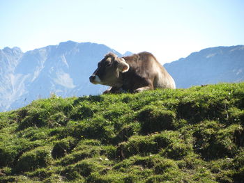 Dog on mountain against sky