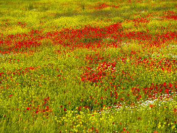 Scenic view of red poppy in field