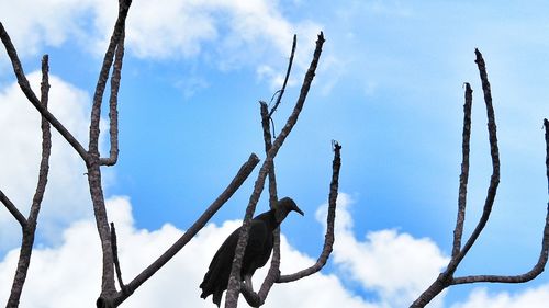 Low angle view of bird perching on branch against sky