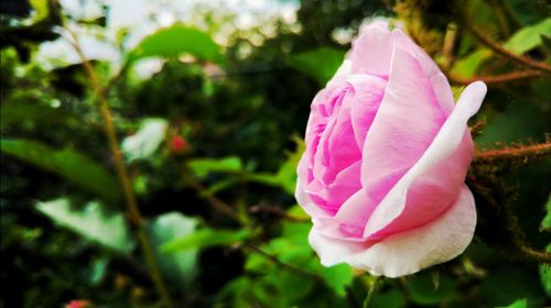 Close-up of pink rose blooming outdoors