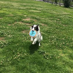 Dog standing on grassy field