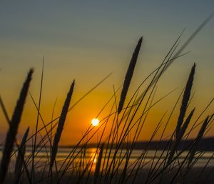 Close-up of wheat growing on field at sunset