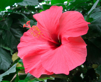 Close-up of pink hibiscus