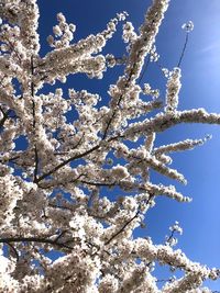 Low angle view of frozen cherry tree