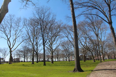 Trees in park