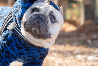 Close-up portrait of dog