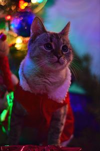 Close-up of cat looking away