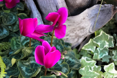 Close-up of pink flowers