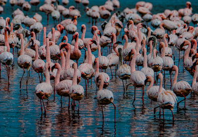 Flamingo namibië 