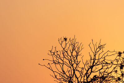 Low angle view of silhouette bare tree against orange sky