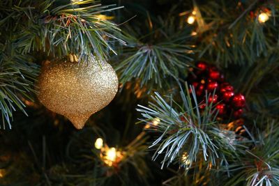 Close-up of christmas tree at night