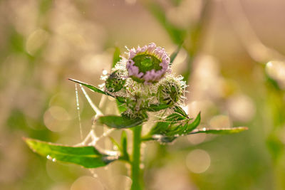 Close-up of red flowering plant
