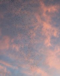 Low angle view of silhouette birds flying against sky