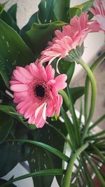 Close-up of pink flowering plant