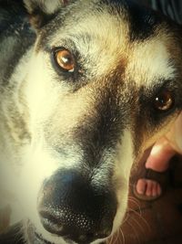 Close-up portrait of a dog