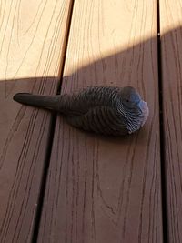 High angle view of bird on wooden table