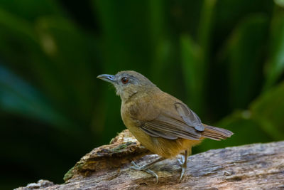 Close-up of bird perching on rock